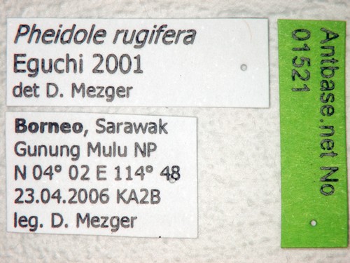 Pheidole rugifera Eguchi, 2001 Label