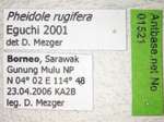 Pheidole rugifera Eguchi, 2001 Label