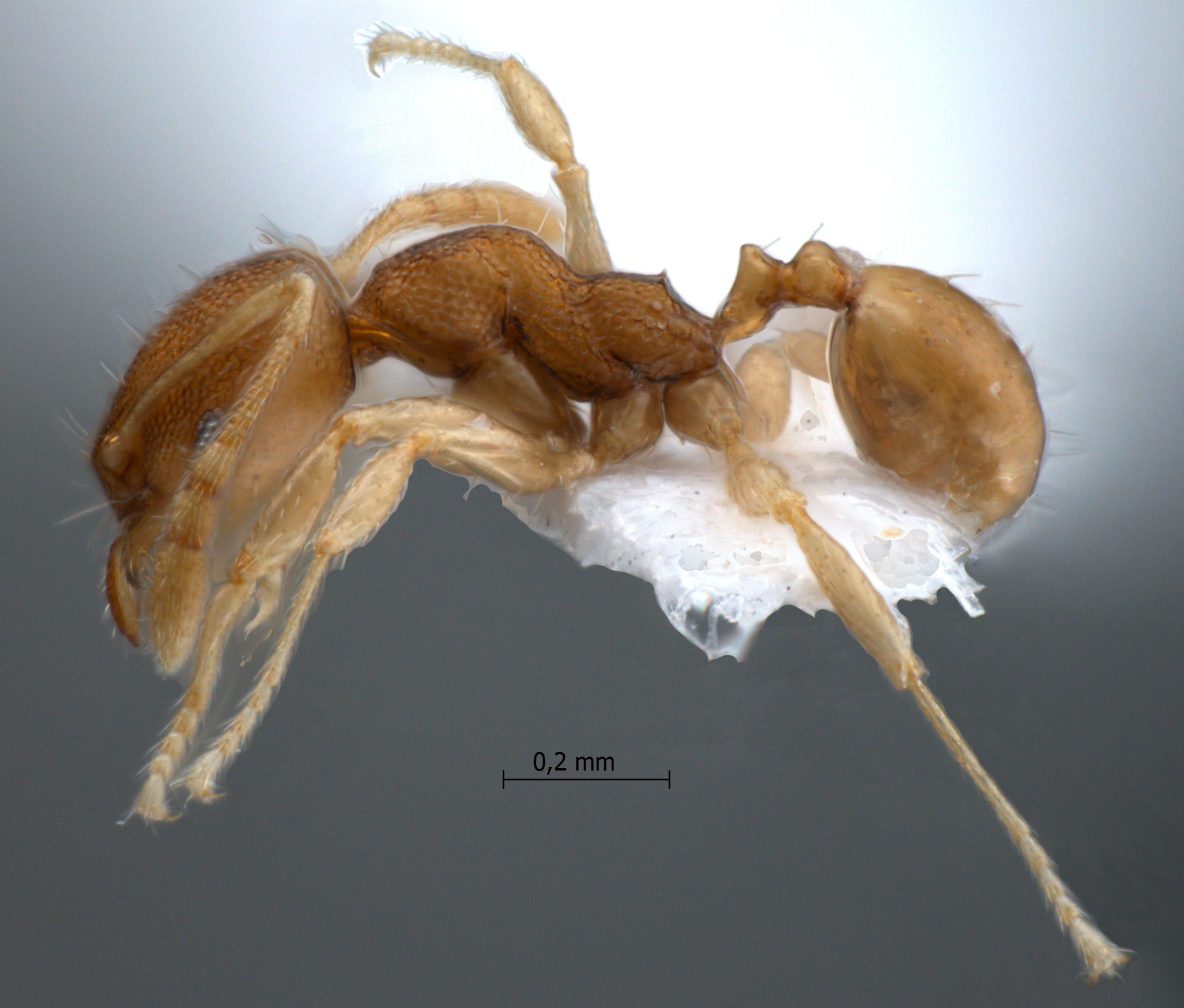 Foto Pheidole rugifera Eguchi, 2001 lateral