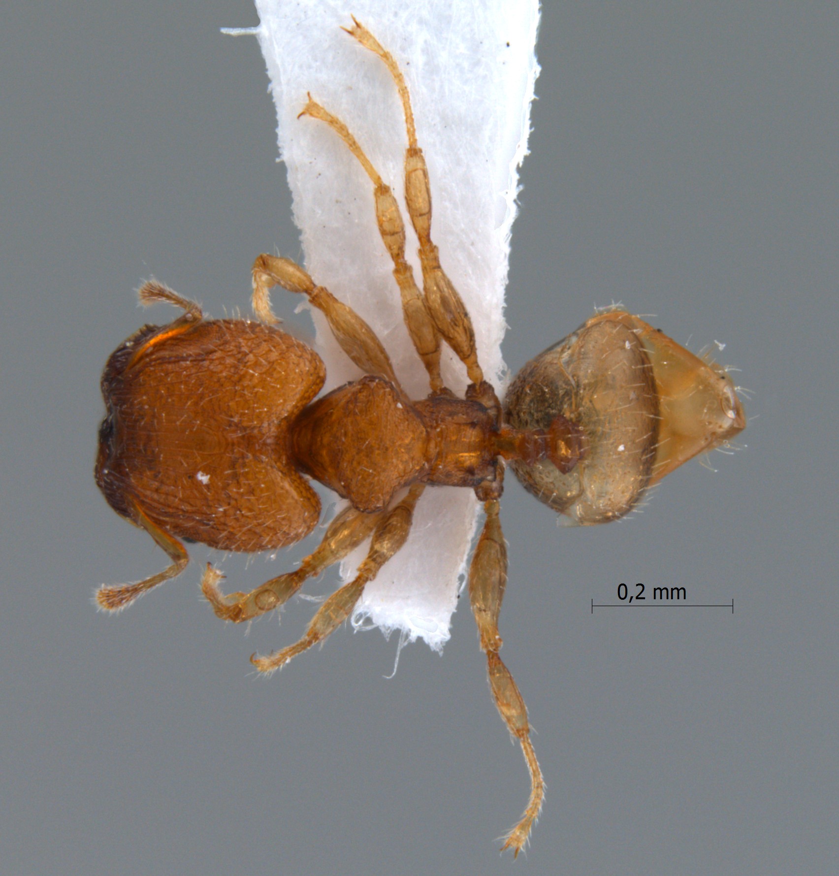 Foto Pheidole rugifera Eguchi, 2001 dorsal