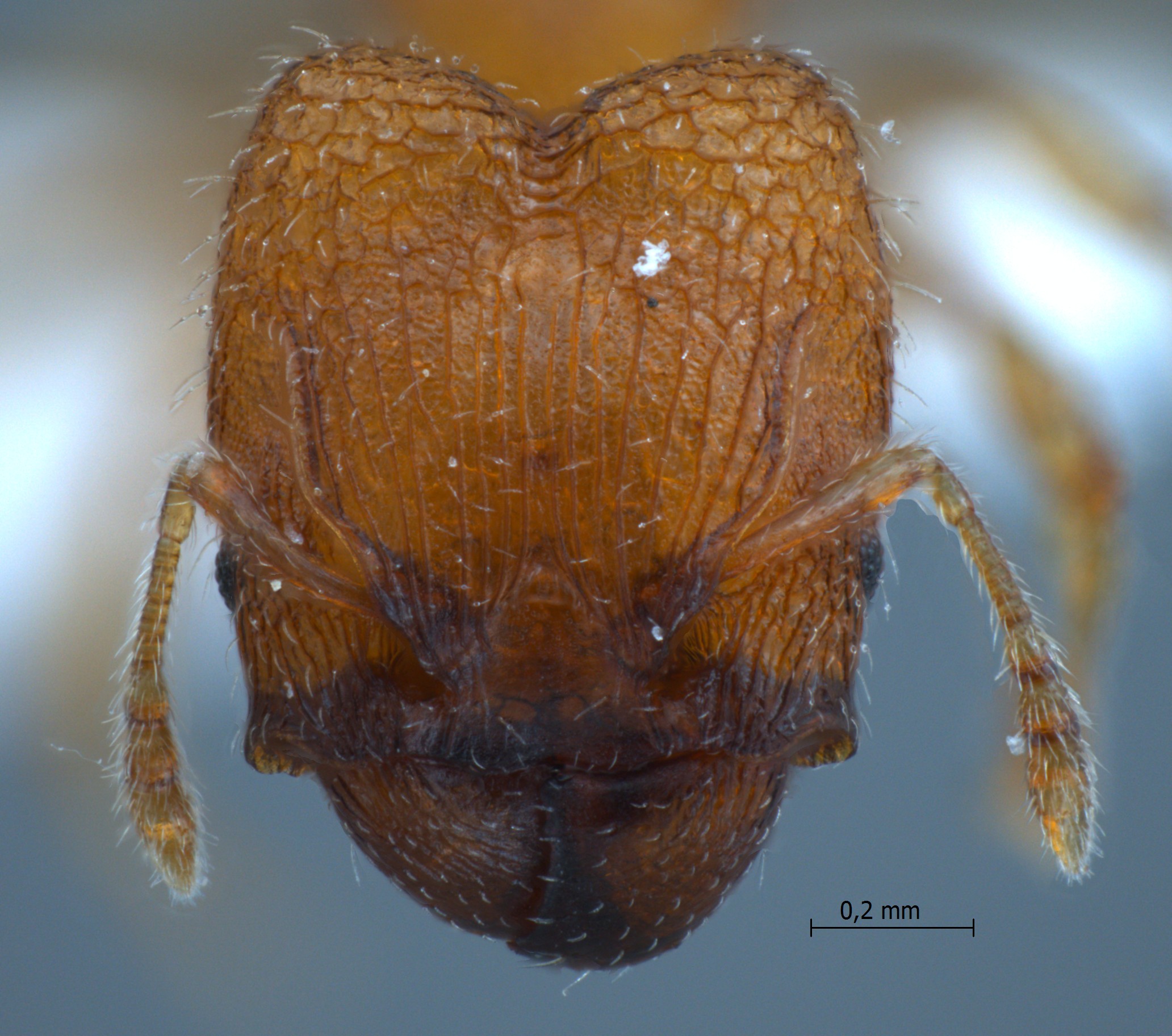 Foto Pheidole rugifera Eguchi, 2001 frontal