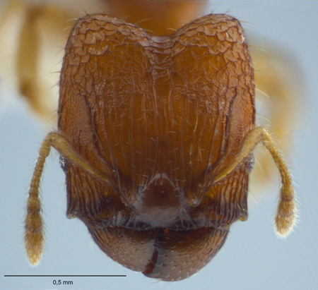 Pheidole rugifera Eguchi, 2001 frontal