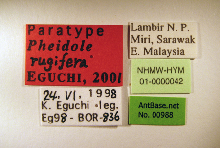 Pheidole rugifera Eguchi, 2001 Label