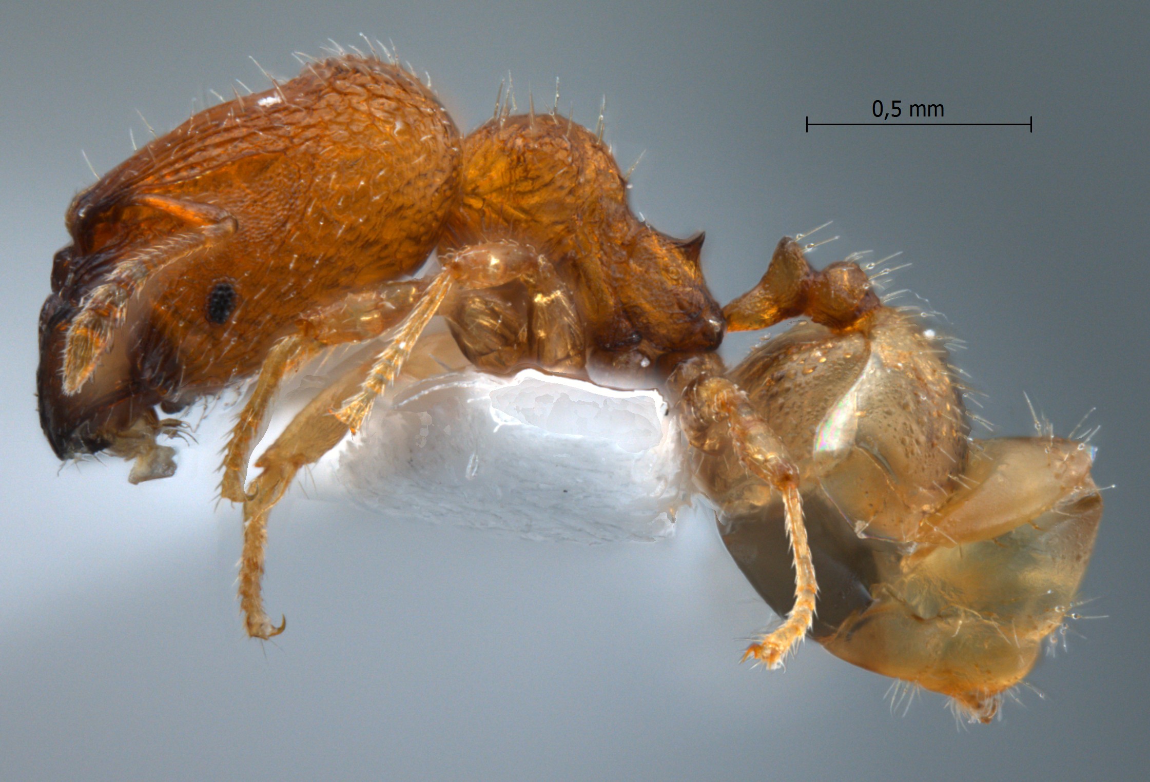 Foto Pheidole rugifera Eguchi, 2001 lateral