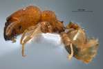 Pheidole rugifera Eguchi, 2001 lateral