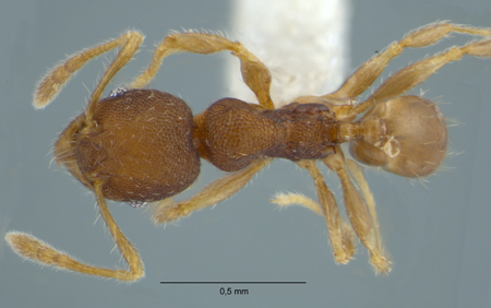 Pheidole rugifera Eguchi, 2001 dorsal