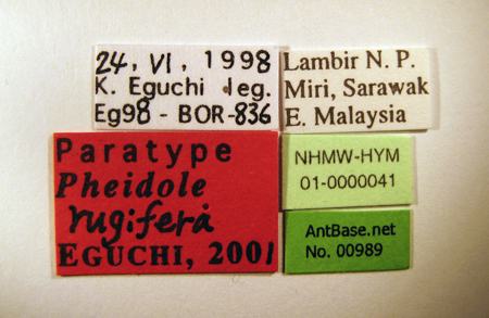 Foto Pheidole rugifera Eguchi, 2001 Label