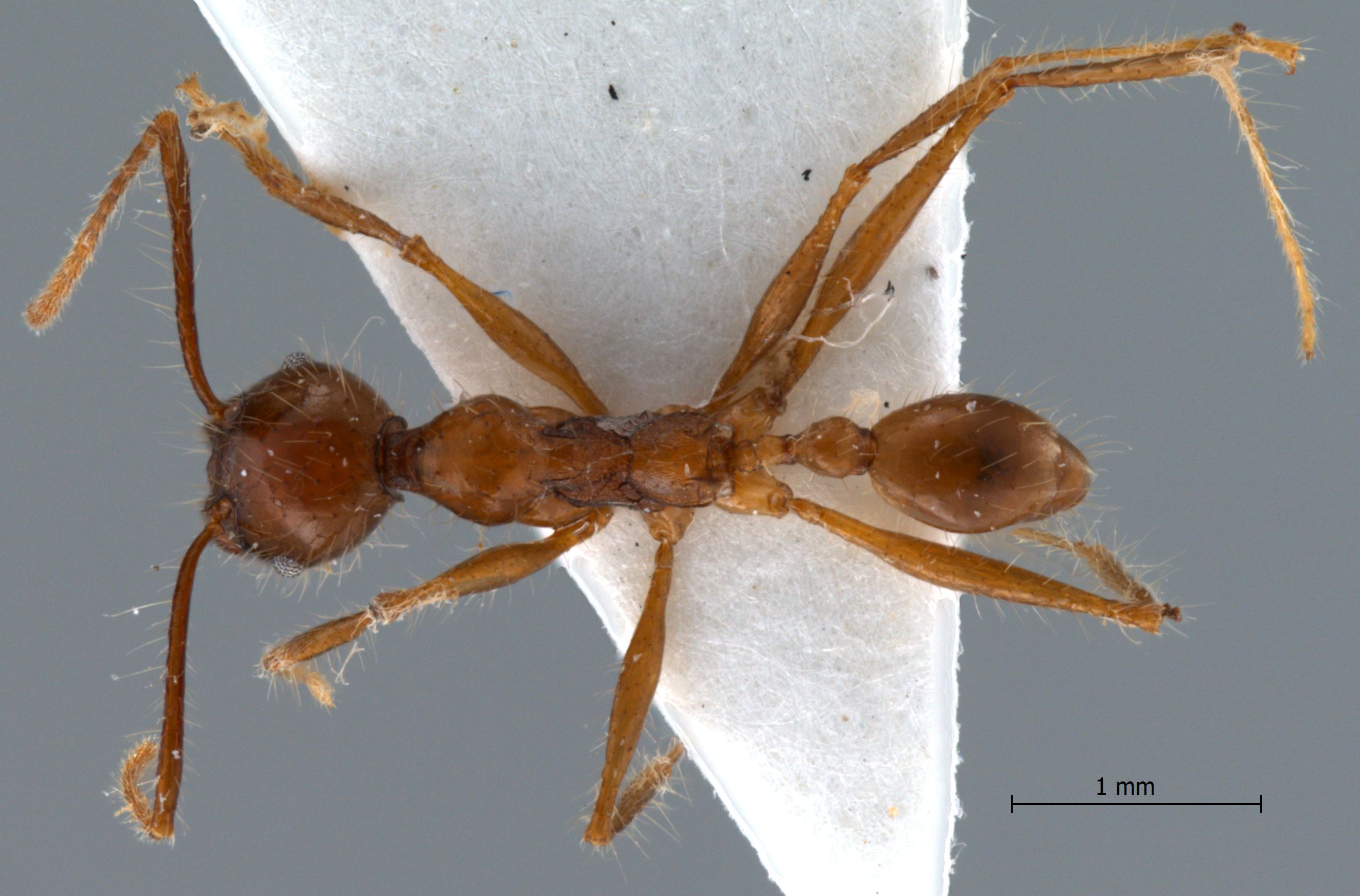 Foto Pheidole sabahna Eguchi,2000 dorsal