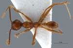 Pheidole sabahna Eguchi,2000 dorsal