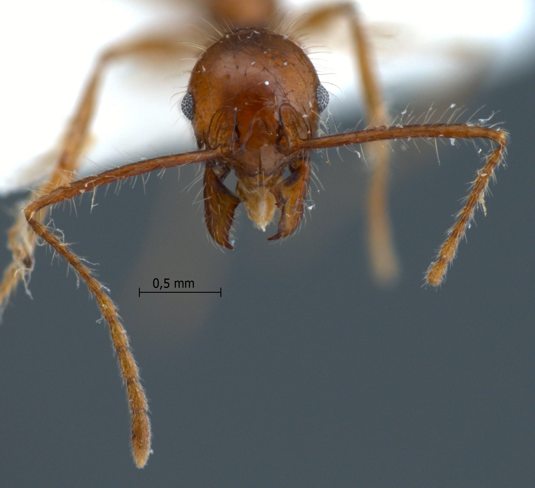 Foto Pheidole sabahna Eguchi,2000 frontal