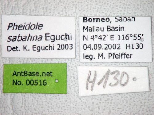 Pheidole sabahna Eguchi,2000 Label