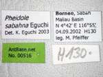 Pheidole sabahna Eguchi,2000 Label