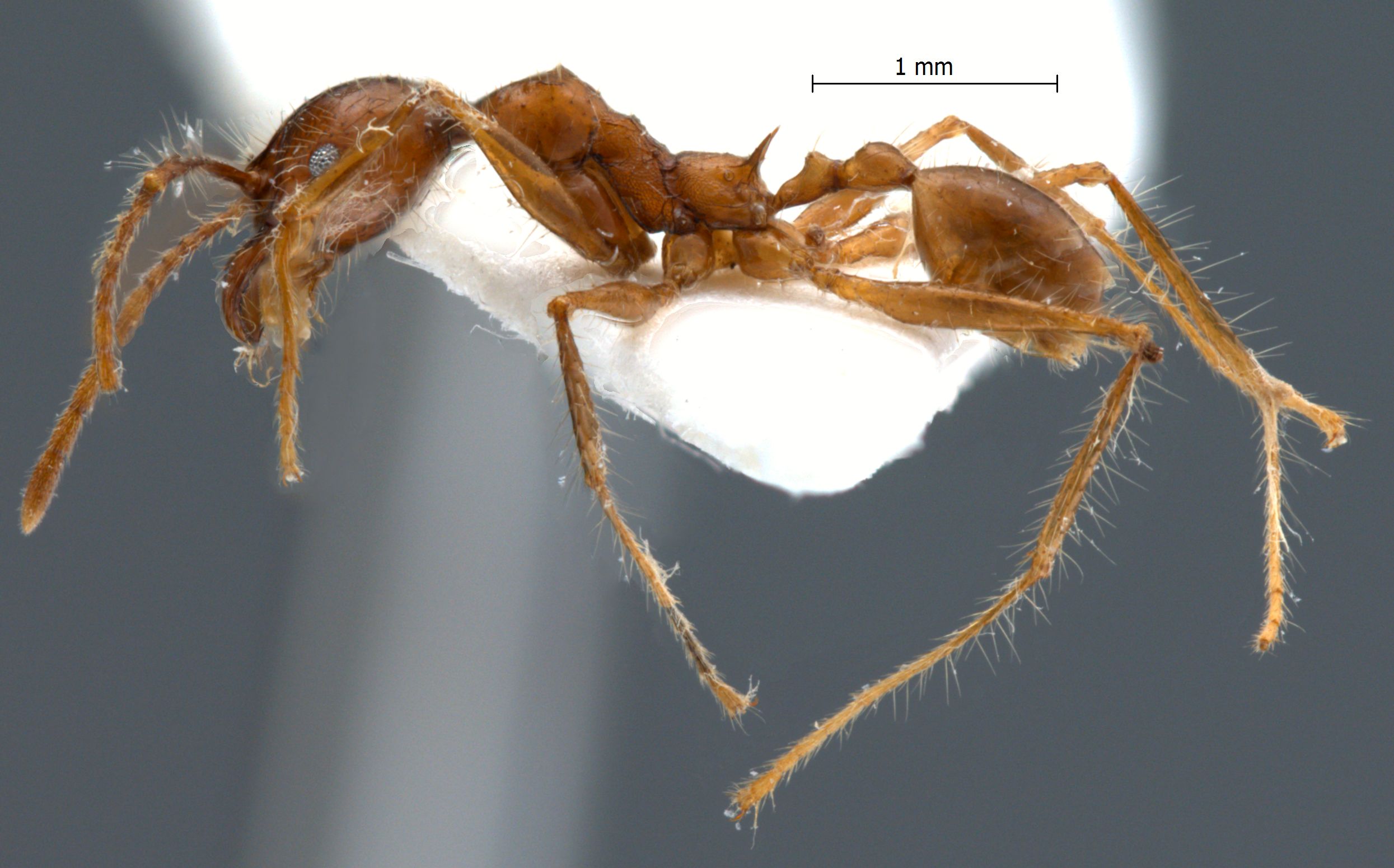 Foto Pheidole sabahna Eguchi,2000 lateral