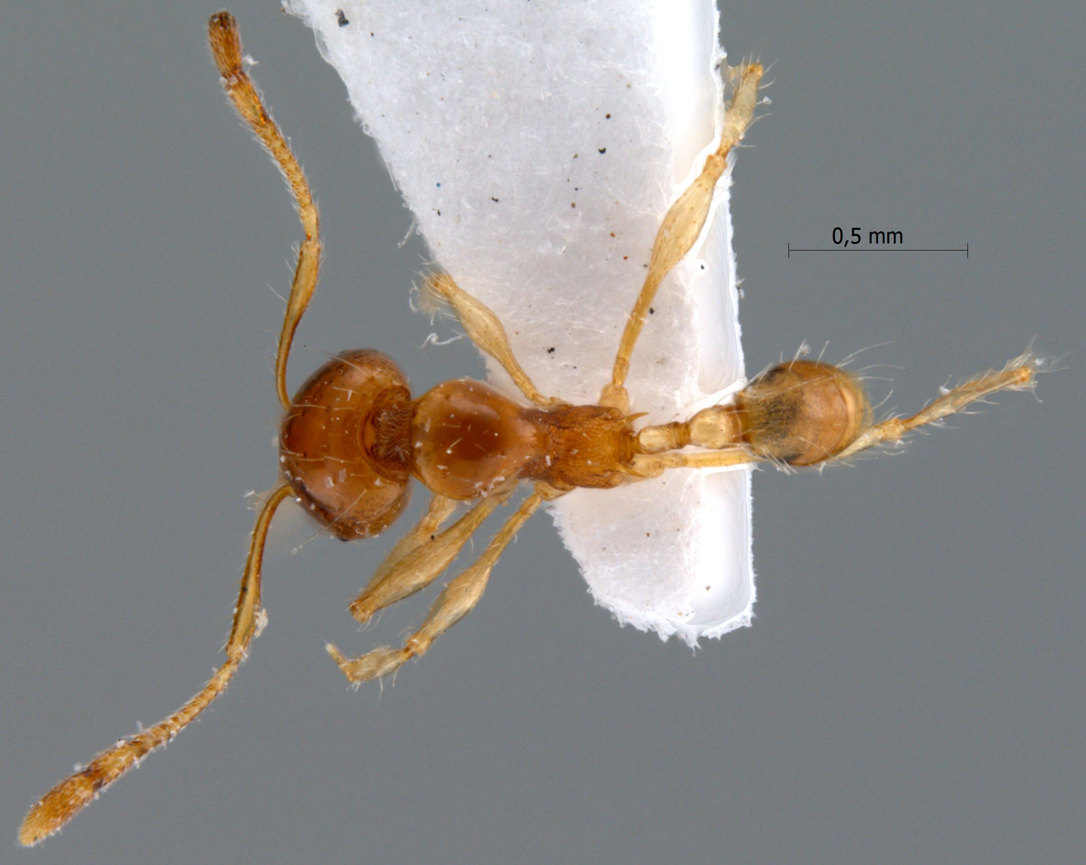 Foto Pheidole sarawakana Forel,1911 dorsal