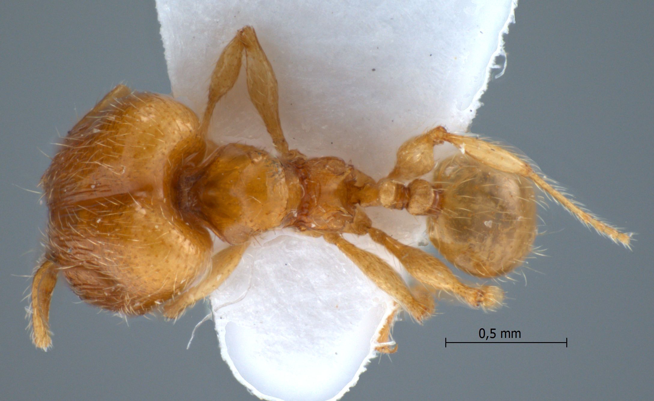 Foto Pheidole sarawakana Forel,1911 dorsal