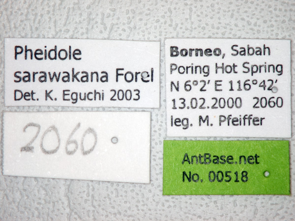 Foto Pheidole sarawakana Forel,1911 Label