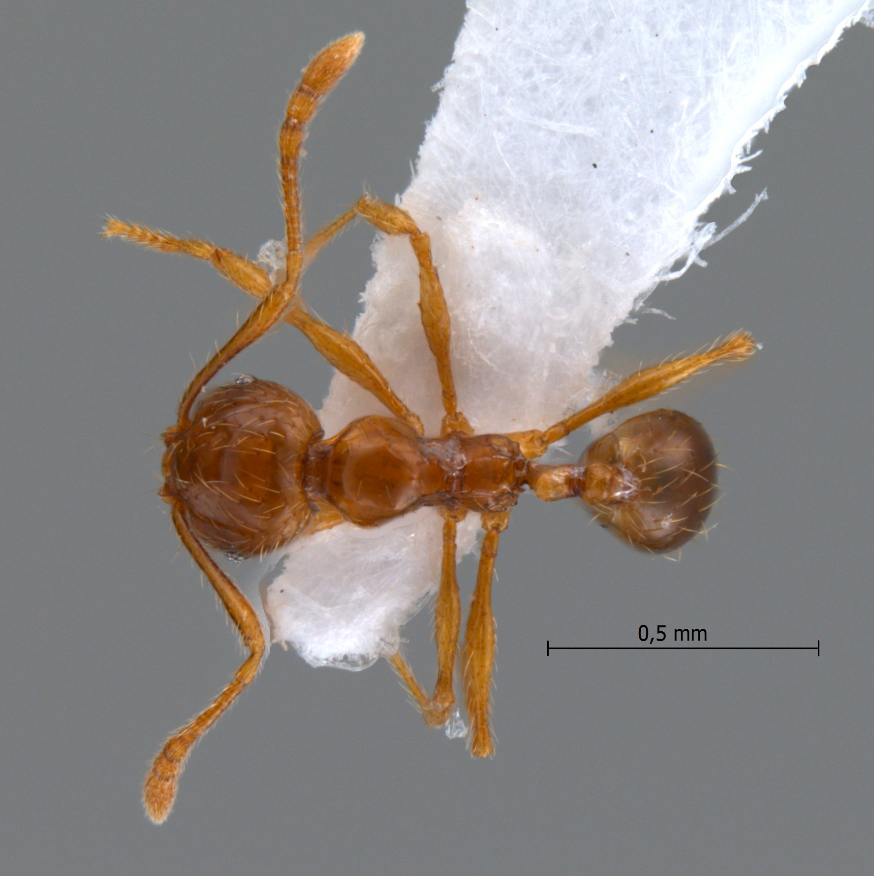 Foto Pheidole sauberi Forel, 1905 dorsal