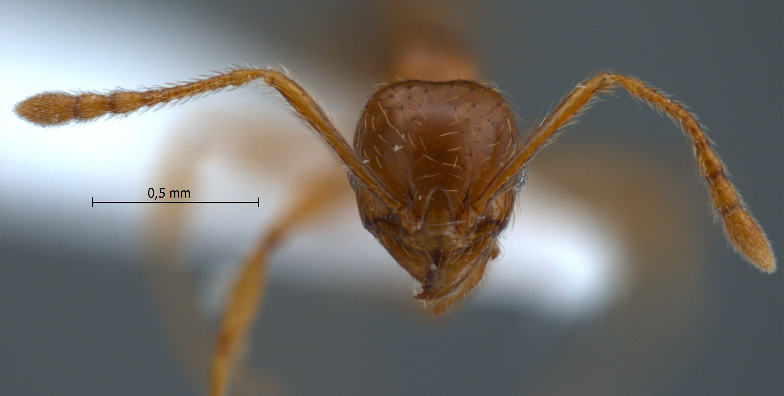 Foto Pheidole sauberi Forel, 1905 frontal