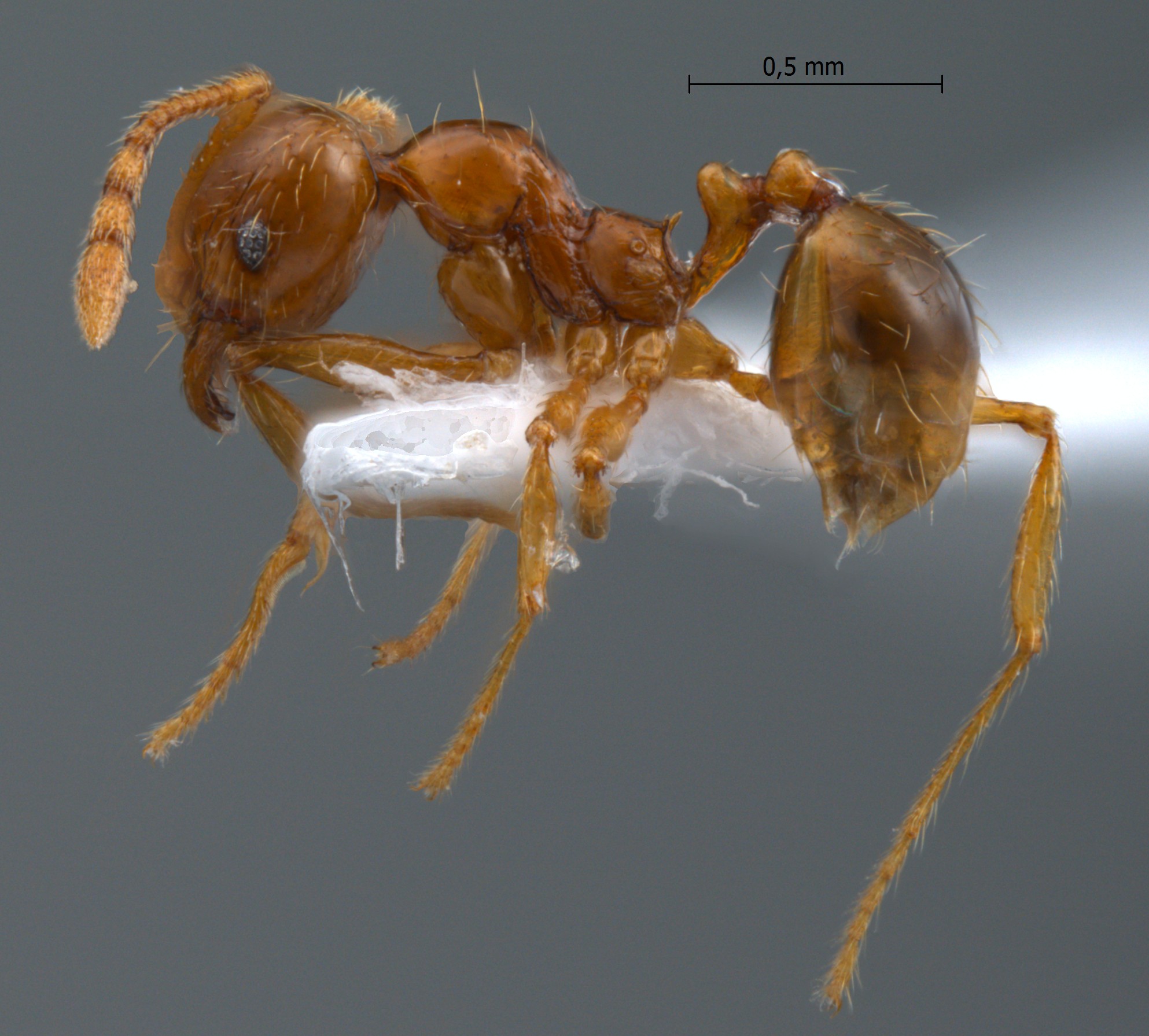 Foto Pheidole sauberi Forel, 1905 lateral