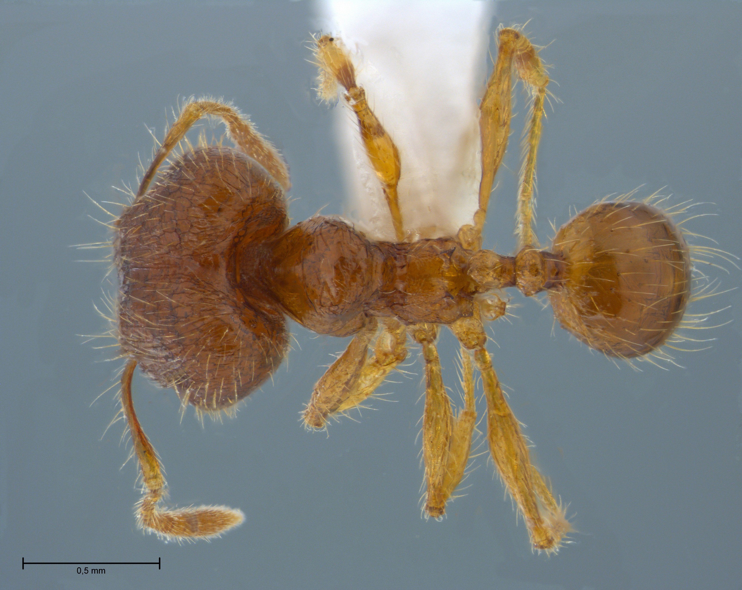 Foto Pheidole sauberi Forel, 1905 dorsal