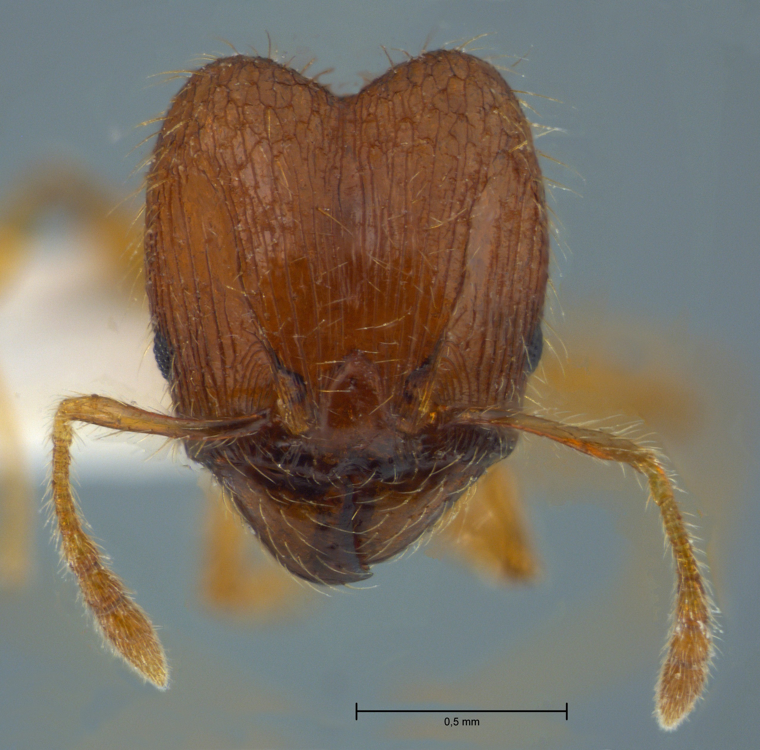 Foto Pheidole sauberi Forel, 1905 frontal