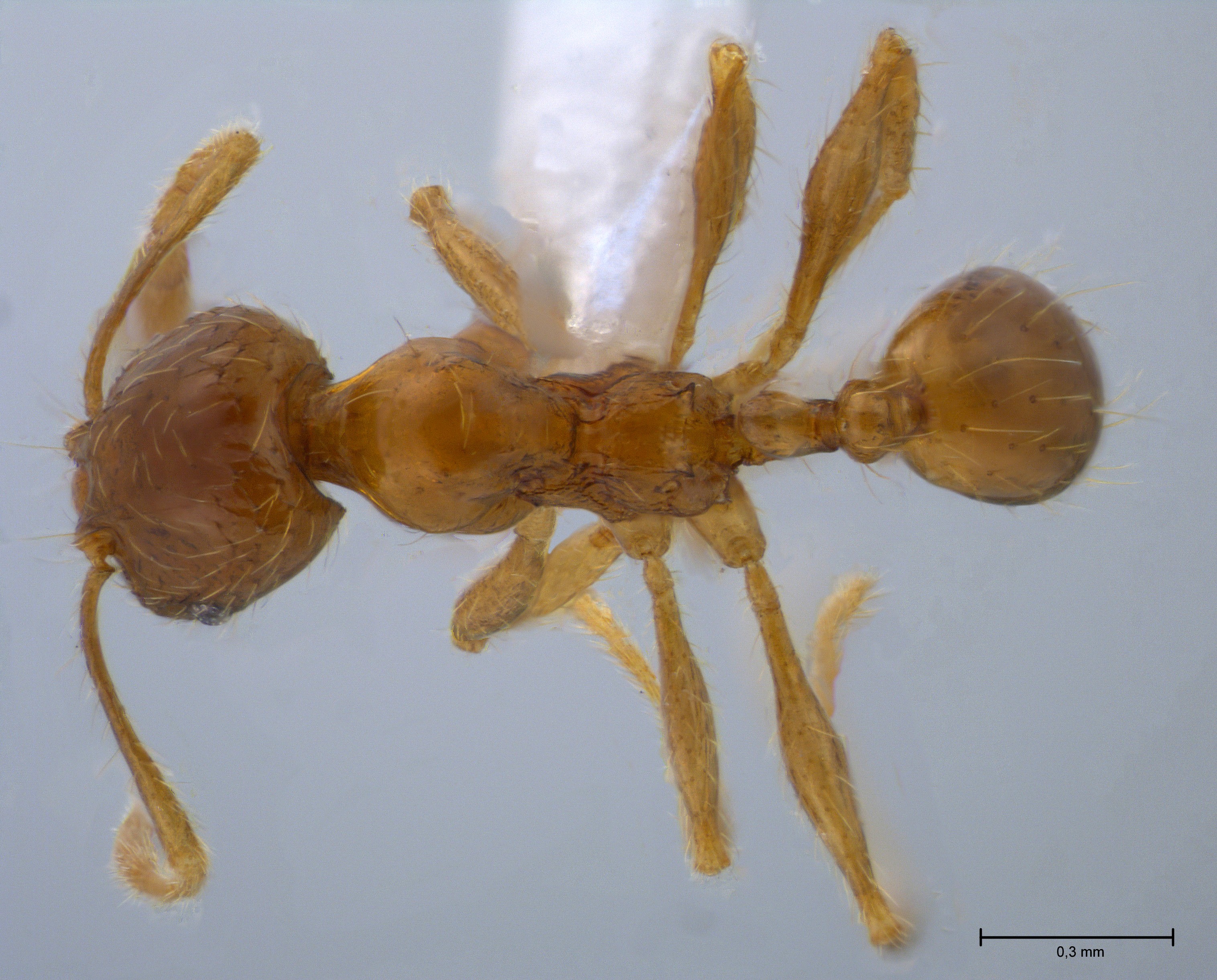 Foto Pheidole sauberi Forel, 1905 dorsal