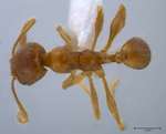 Pheidole sauberi Forel, 1905 dorsal