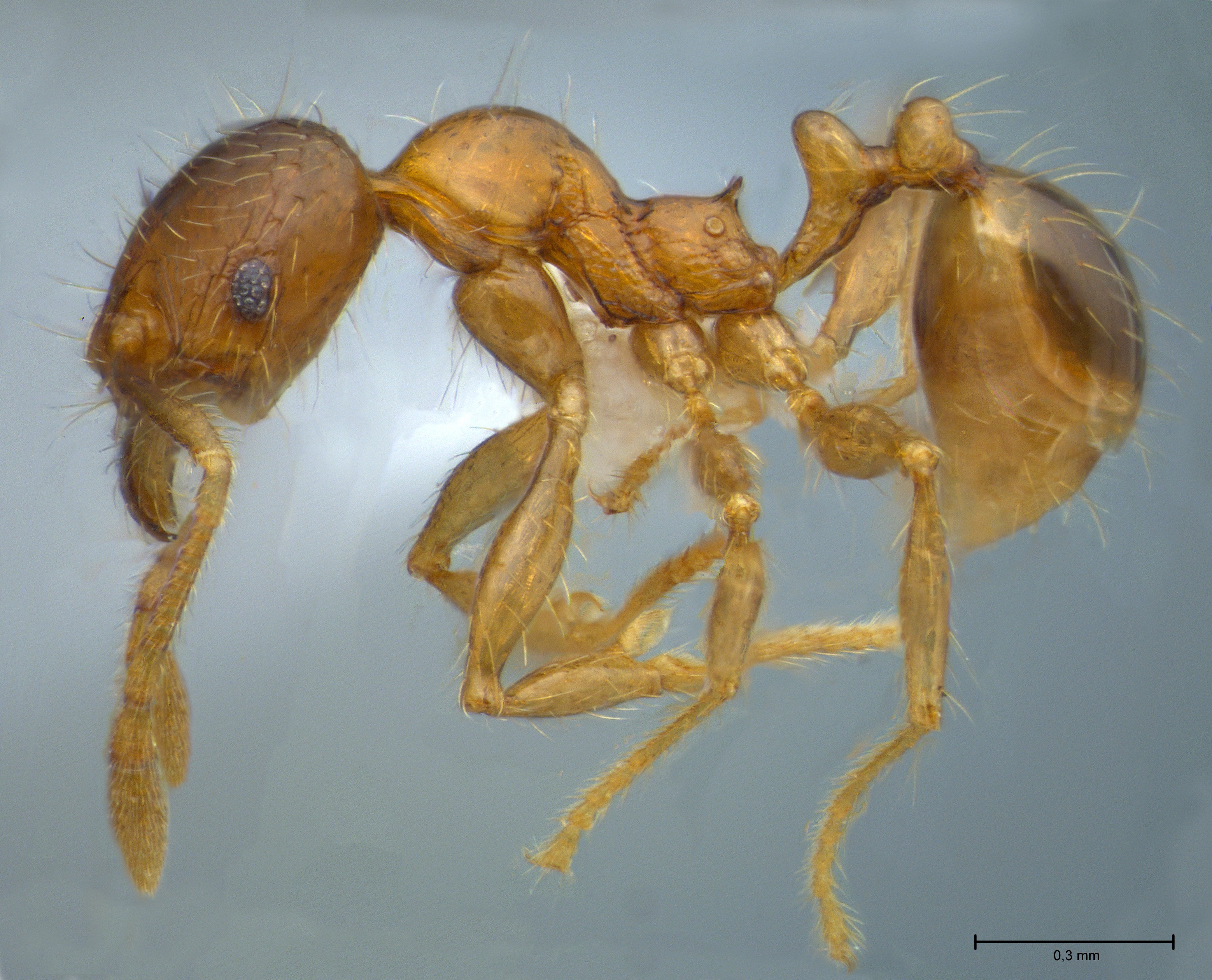 Foto Pheidole sauberi Forel, 1905 lateral