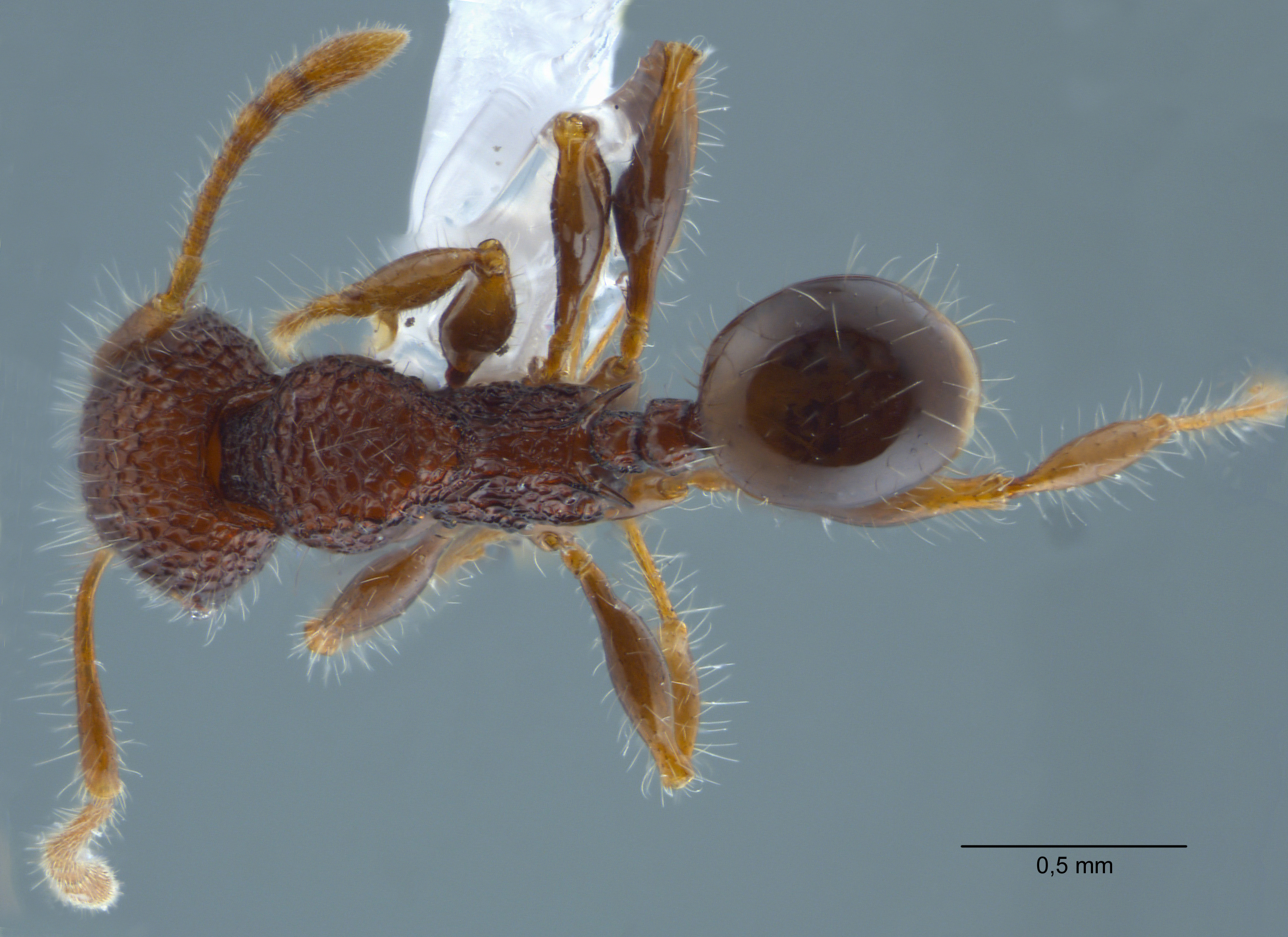 Foto Pheidole sayapensis Eguchi, 2001 dorsal