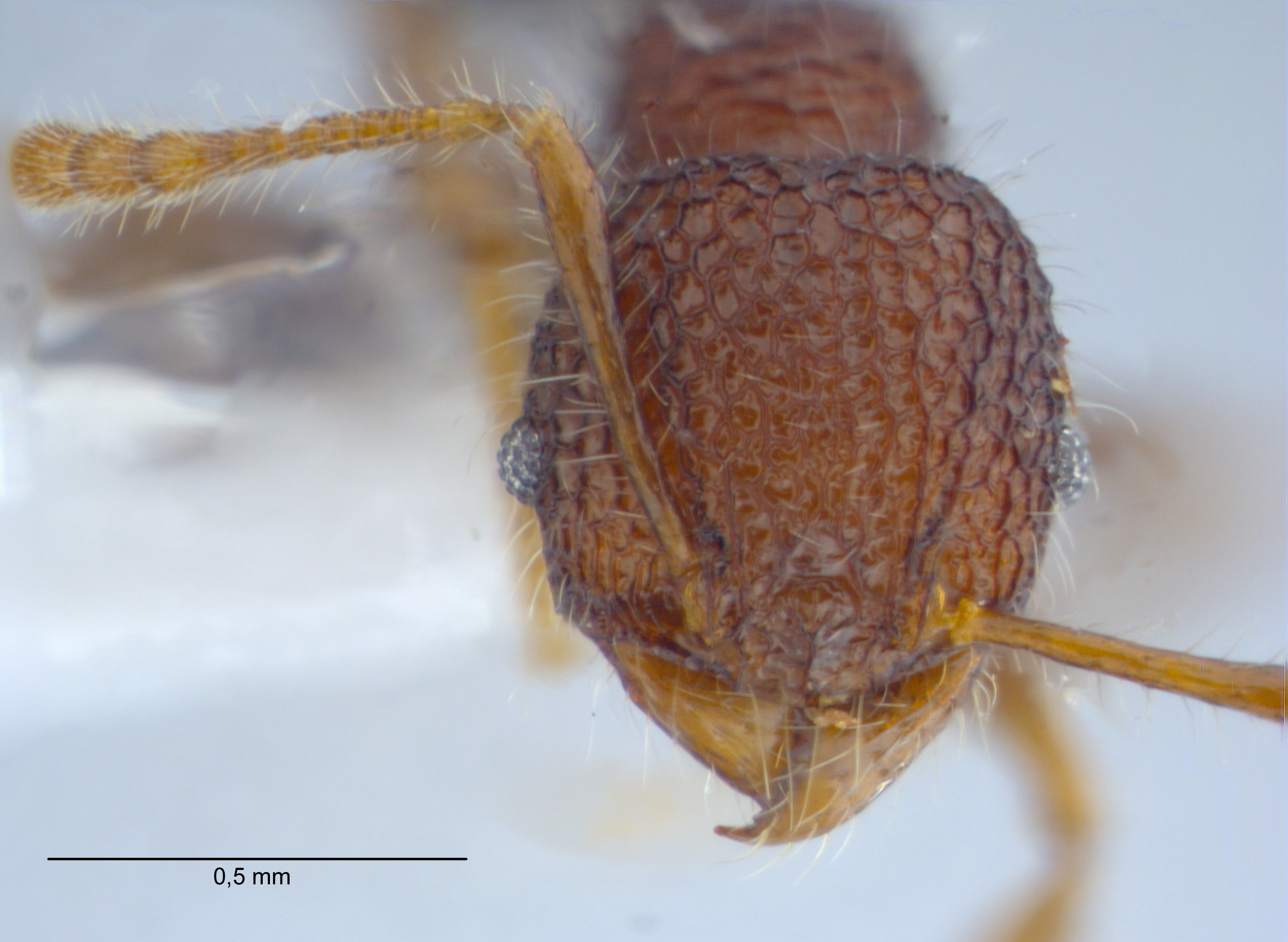 Foto Pheidole sayapensis Eguchi, 2001 frontal