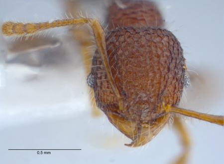 Pheidole sayapensis Eguchi, 2001 frontal