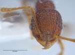 Pheidole sayapensis Eguchi, 2001 frontal