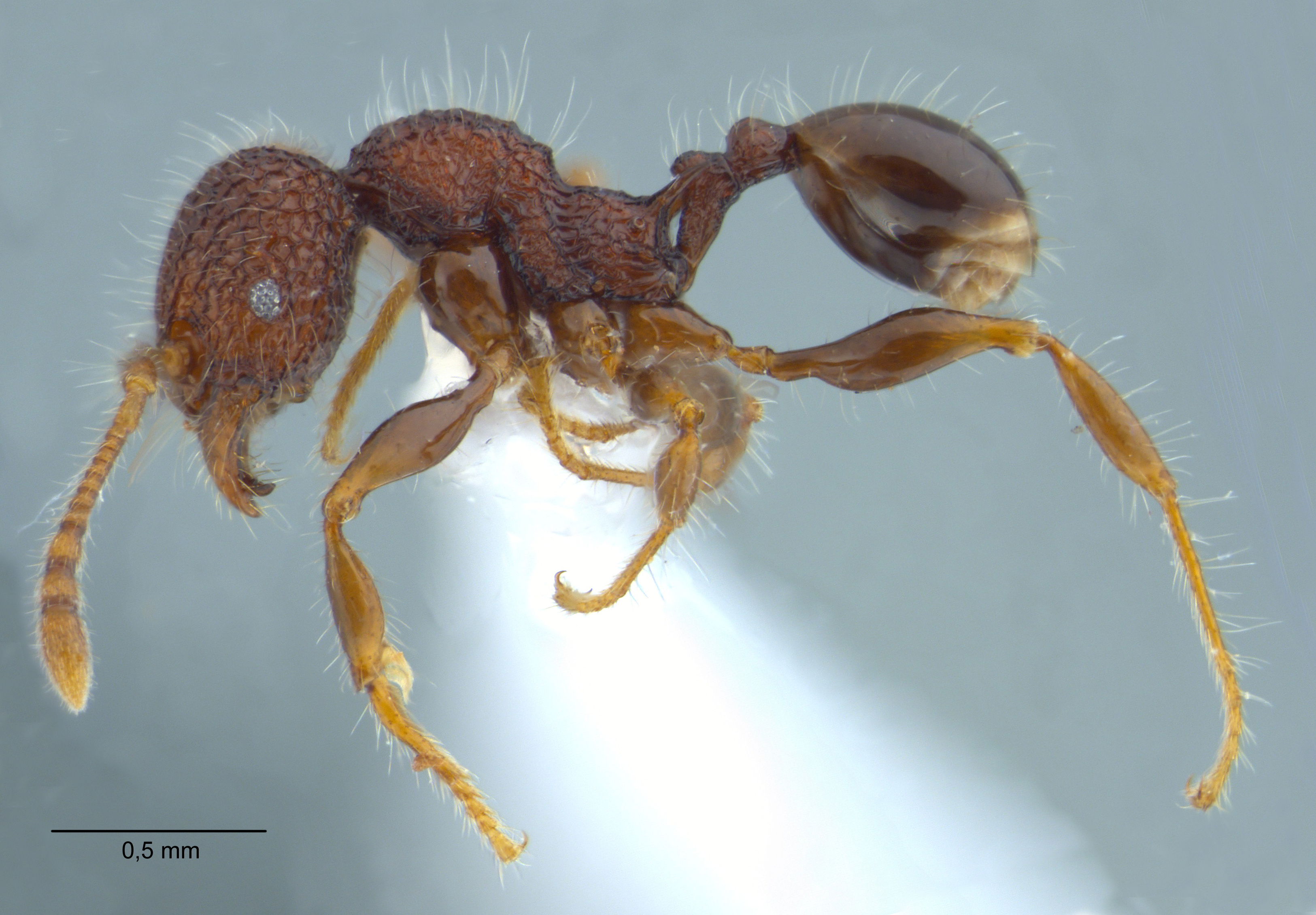 Foto Pheidole sayapensis Eguchi, 2001 lateral