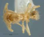 Pheidole schoedli Eguchi, Hashimoto & Malsch, 2006 dorsal