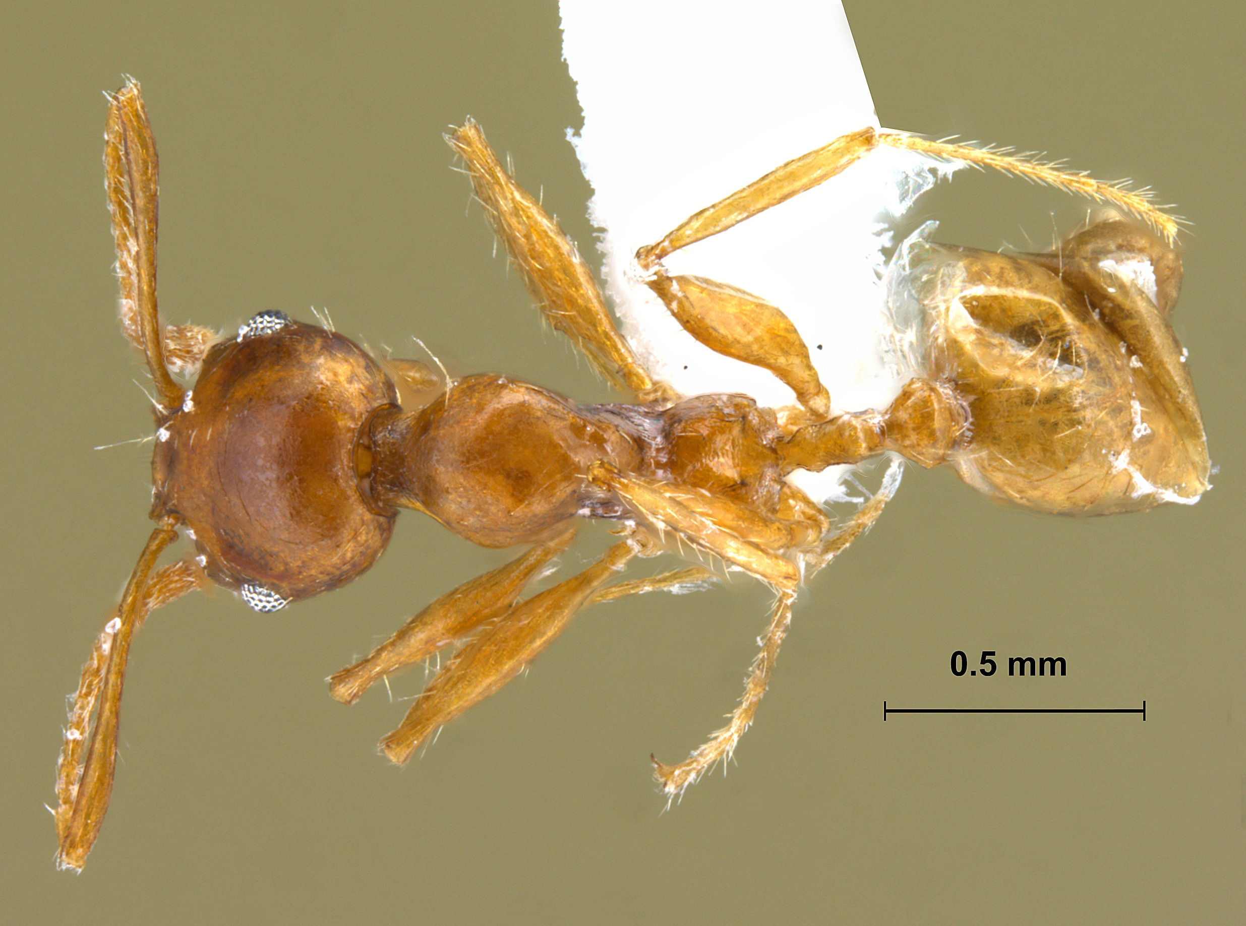 Foto Pheidole sp. dorsal