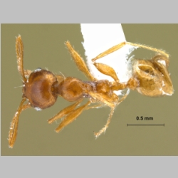 Pheidole sp. dorsal