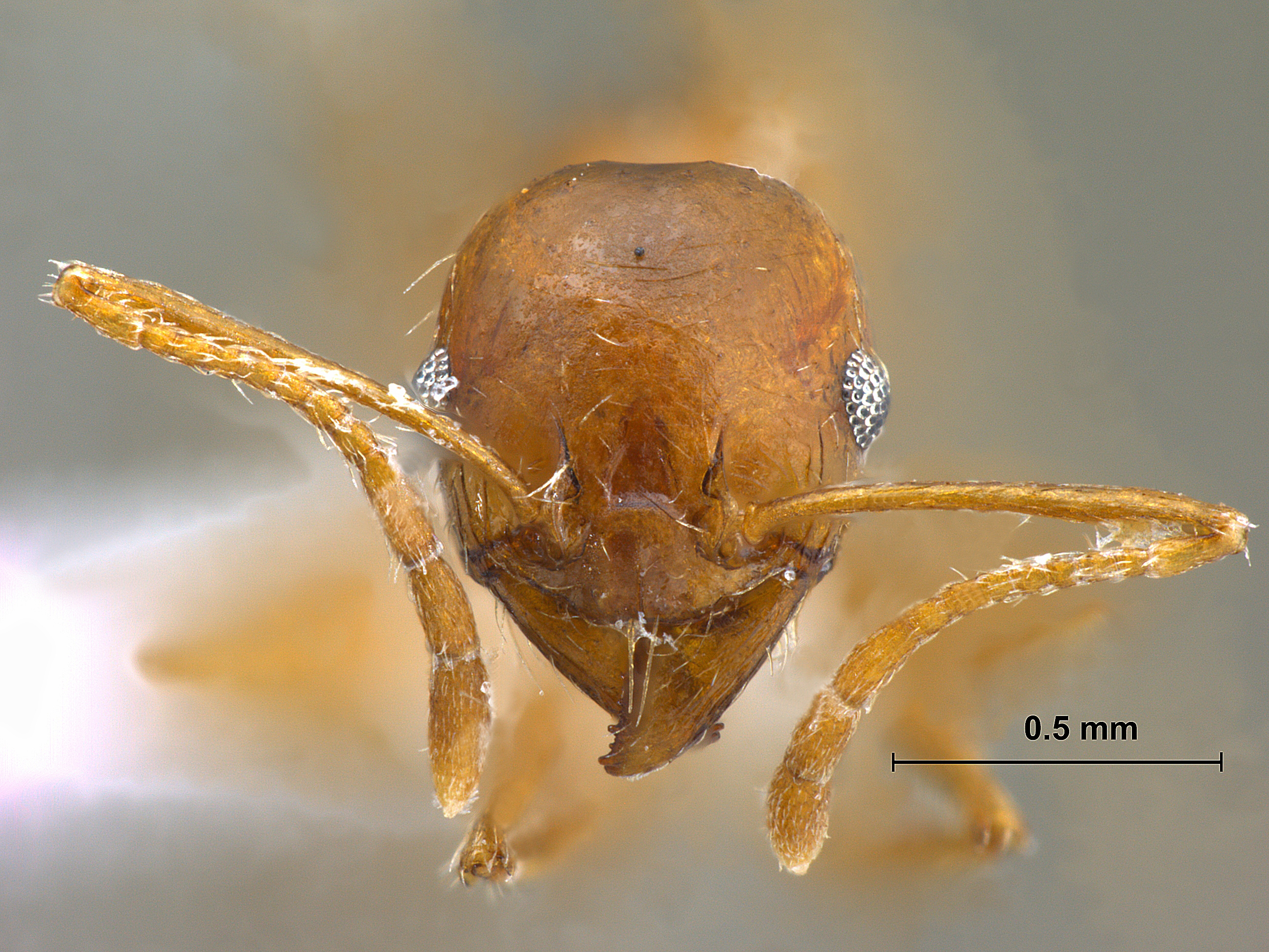 Foto Pheidole sp. frontal