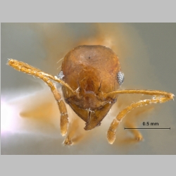 Pheidole sp. frontal