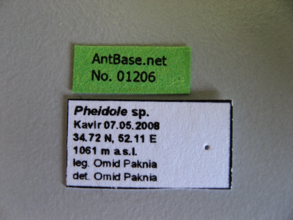 Foto Pheidole sp. Label