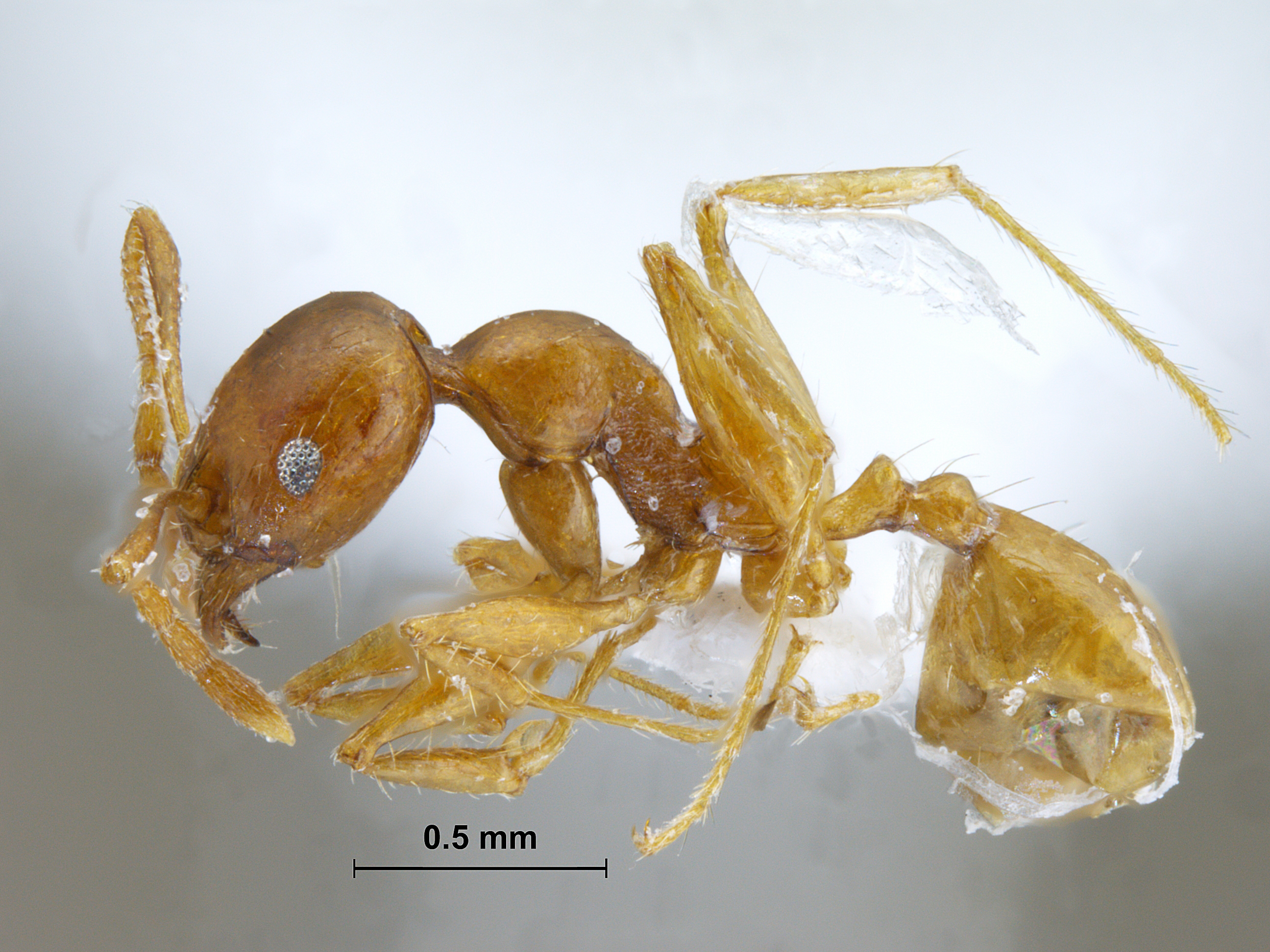 Foto Pheidole sp. lateral