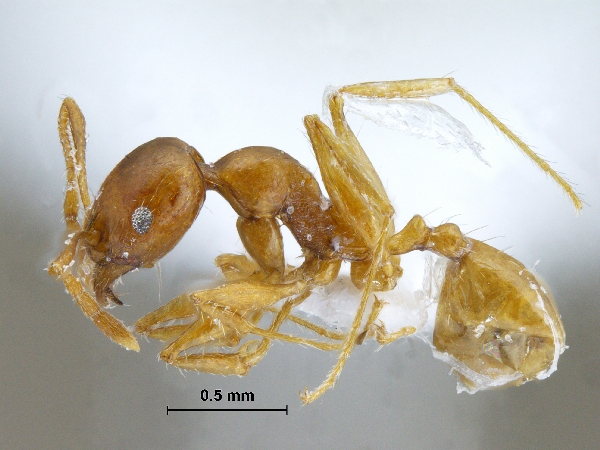 Pheidole sp. lateral