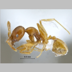 Pheidole sp. lateral