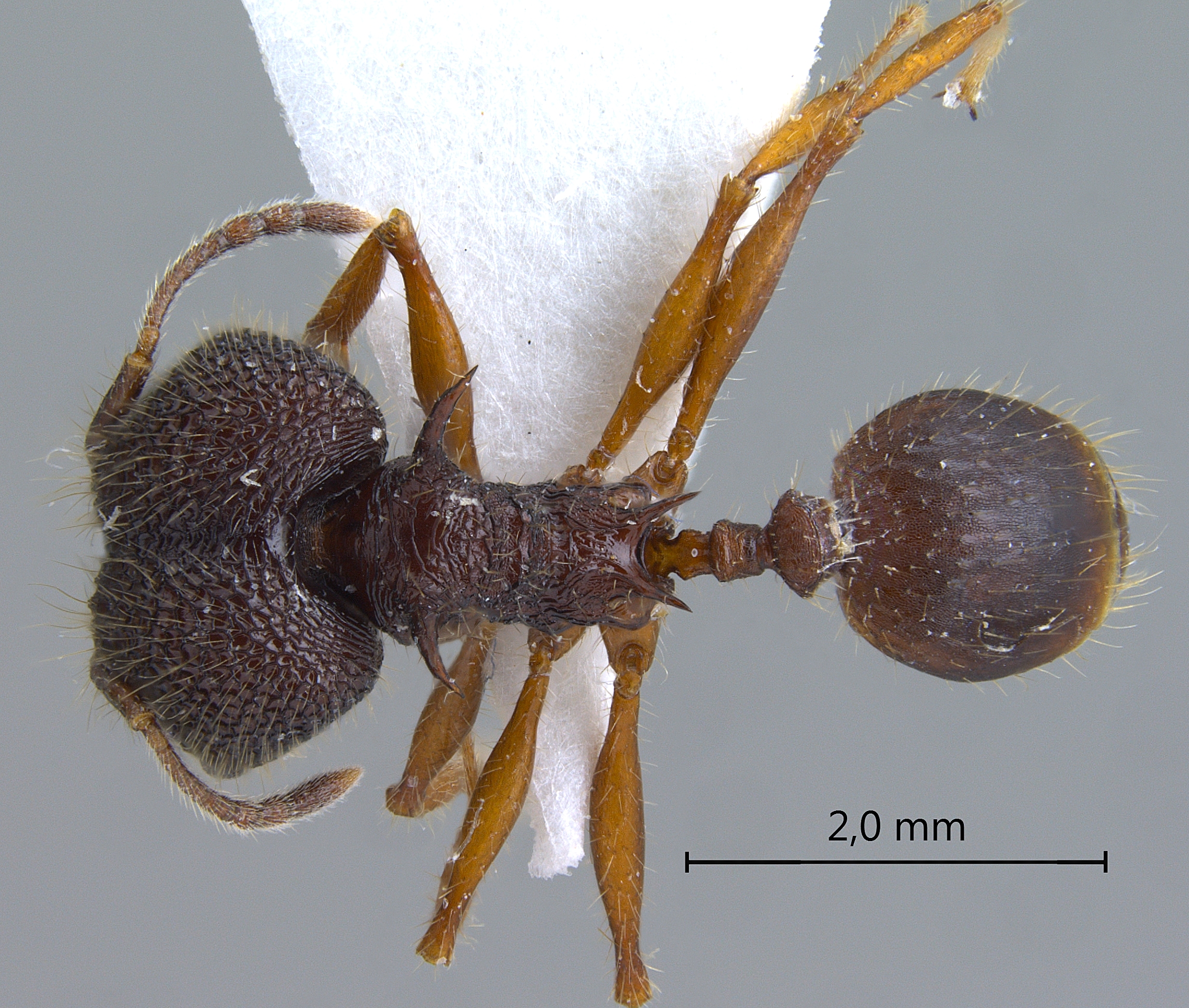 Foto Pheidole spinicornis Eguchi,2001 dorsal