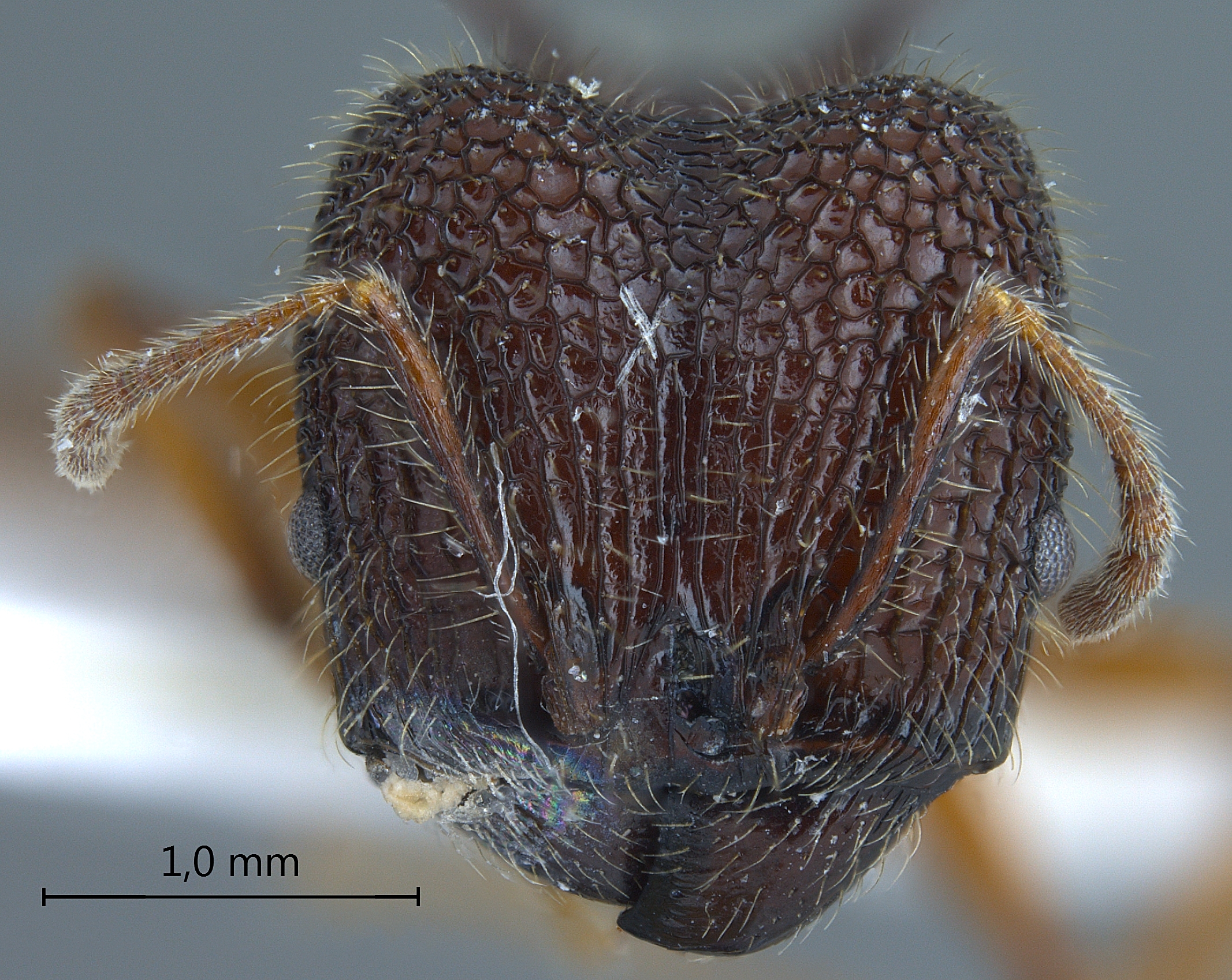 Foto Pheidole spinicornis Eguchi,2001 frontal