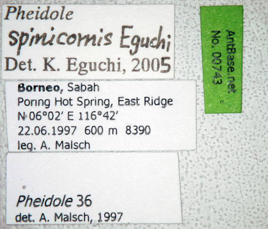 Foto Pheidole spinicornis Eguchi,2001 Label