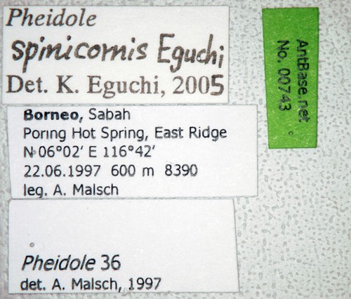 Pheidole spinicornis Eguchi,2001 Label