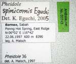 Pheidole spinicornis Eguchi,2001 Label