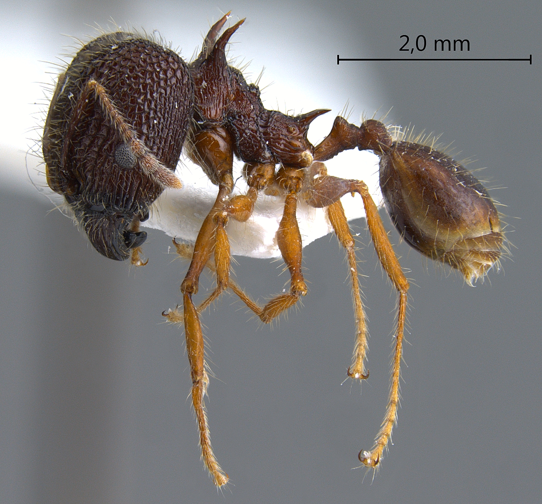 Foto Pheidole spinicornis Eguchi,2001 lateral