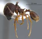 Pheidole spinicornis Eguchi,2001 lateral