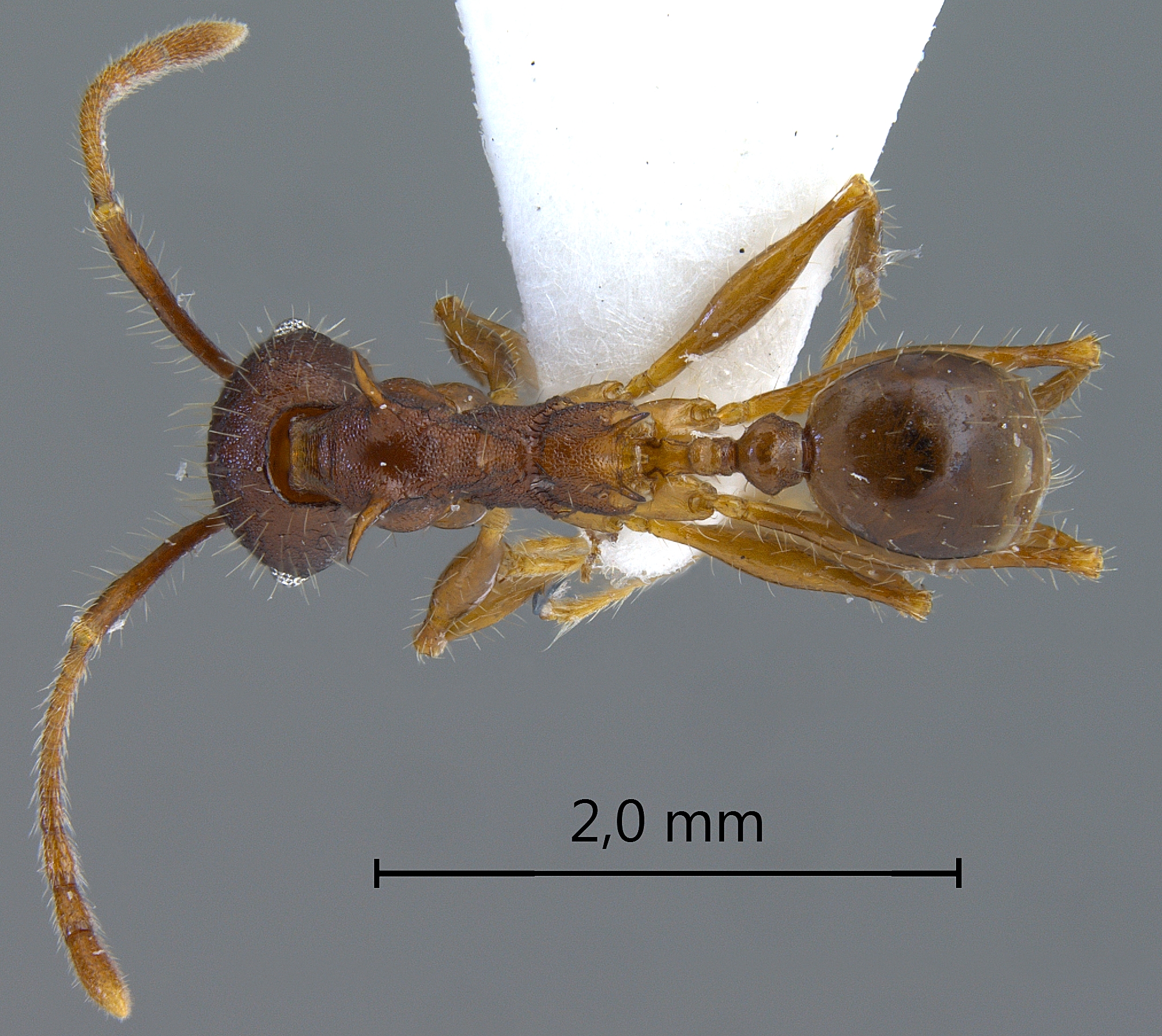 Foto Pheidole spinicornis Eguchi,2001 dorsal